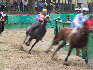 Immagini - Il Palio di Ferrara 